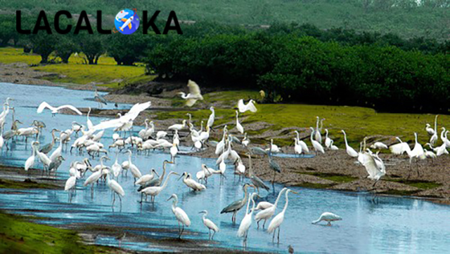 Vườn quốc gia Xuân Thủy với đa dạng các loài chim