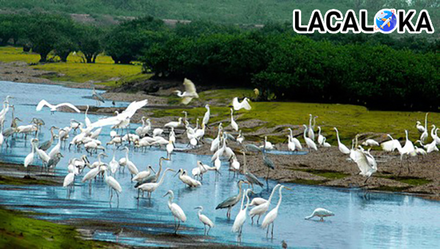 Vườn Quốc gia Xuân Thủy với đa dạng các loài chim